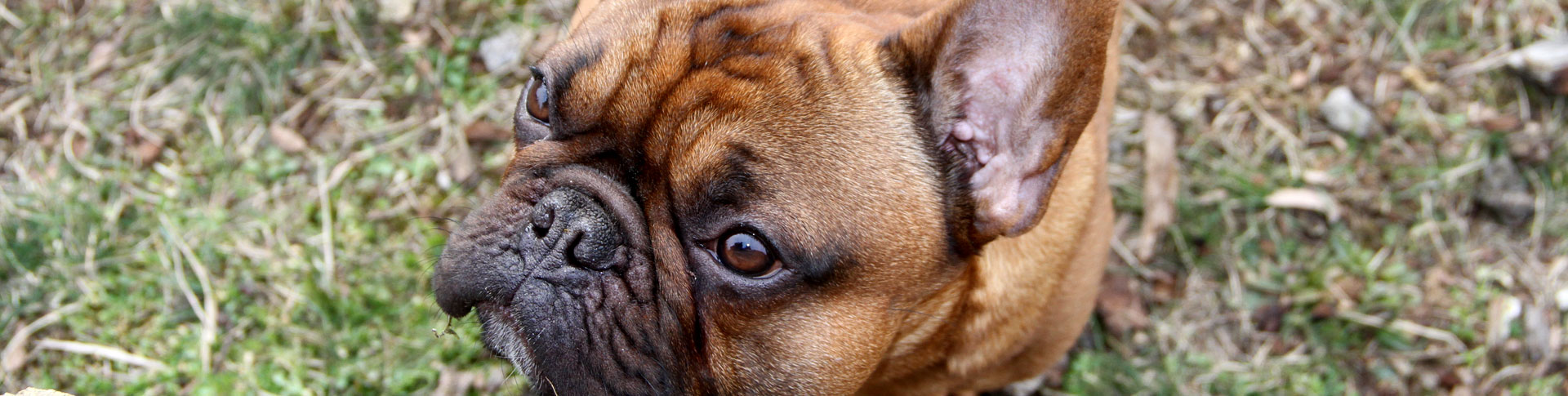 Oscar the French Bulldog Deckrüde